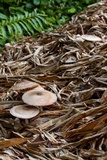 Volvariella volvacea image