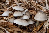 Volvariella volvacea image