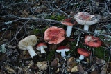 Russula cremoricolor image