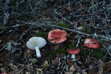 Russula cremoricolor image
