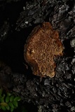 Phellinus gilbertsonii image