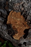 Phellinus gilbertsonii image