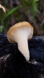 Polyporus tuberaster image
