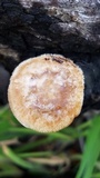 Polyporus tuberaster image
