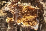 Serpula himantioides image
