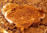 Serpula himantioides image