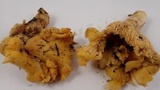 Cantharellus formosus image