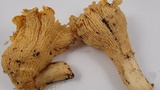 Cantharellus formosus image