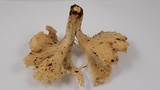 Cantharellus subalbidus image