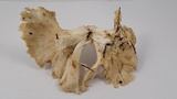 Cantharellus subalbidus image