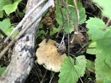 Inocybe sororia image