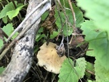Inocybe sororia image