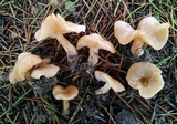 Clitocybe fragrans image