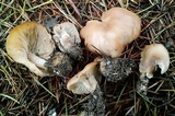 Clitocybe fragrans image