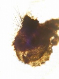 Podospora tarvisina image