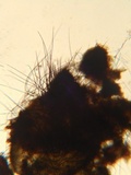 Podospora tarvisina image