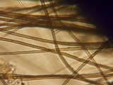 Podospora tarvisina image