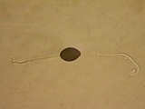 Podospora tarvisina image