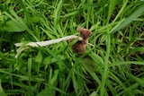 Inocybe sororia image