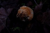 Cuphophyllus pratensis image