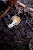Cuphophyllus pratensis image
