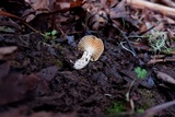 Cuphophyllus pratensis image