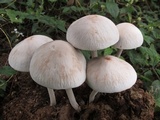Panaeolus antillarum image