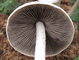 Panaeolus antillarum image