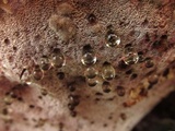 Inonotus dryadeus image