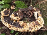 Inonotus dryadeus image