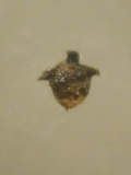 Podospora curvicolla image