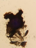 Podospora curvicolla image
