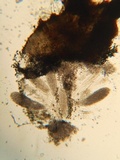 Podospora curvicolla image