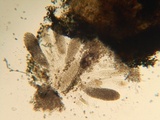 Podospora curvicolla image