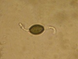 Podospora curvicolla image