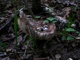 Asterophora lycoperdoides image