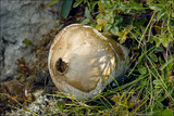 Lycoperdon excipuliforme image