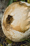 Lycoperdon excipuliforme image