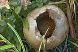 Lycoperdon excipuliforme image