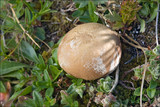 Lycoperdon excipuliforme image