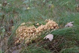 Hypholoma capnoides image