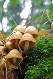 Hypholoma capnoides image
