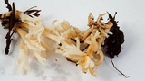 Clavulina coralloides image