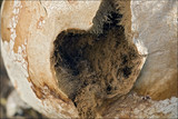 Lycoperdon excipuliforme image