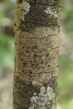 Schismatomma graphidioides image