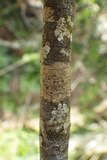 Schismatomma graphidioides image