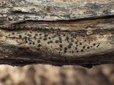 Lecidella asema image