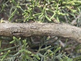 Catillaria praedicta image