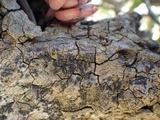 Oedohysterium pulchrum image