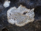 Diplotomma hedinii image